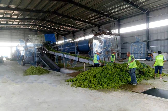 滸苔烘干機如何把滸苔苔蘚變廢為寶？